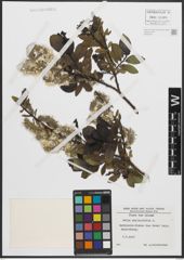 Foto von Salix phylicifolia L.